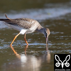 アカアシシギ幼羽から第1回冬羽へ。