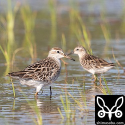 ウズラシギ 成鳥。冬羽へ換羽しつつあります。後ろはヒバリシギ。