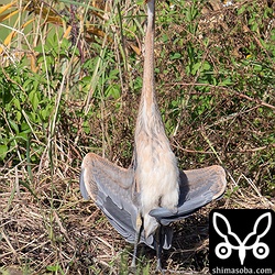 ムラサキサギの幼鳥は翼を広げて虫干し中。