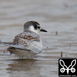 クロハラアジサシ幼鳥。
