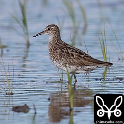 ウズラシギ 夏羽後期。冬羽も多少出ています。