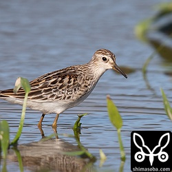 ヒバリシギ幼鳥は最近、増えてきました。