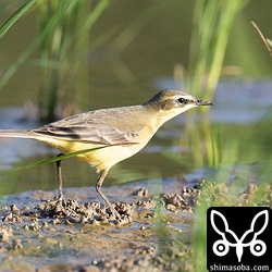 マミジロツメナガセキレイ成鳥。