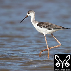 セイタカシギ幼羽から第1回冬羽へ。