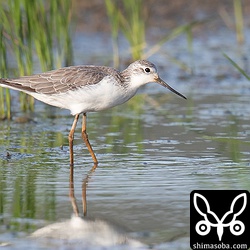 コアオアシシギ成鳥冬羽。