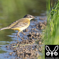 マミジロツメナガセキレイ成鳥。