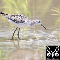 やっと入りだしたコアオアシシギの幼鳥。