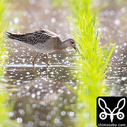 エリマキシギの幼鳥メス。タカブシギの群れに入っていた。