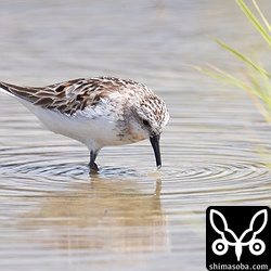 トウネン成鳥。夏羽から冬羽へ。