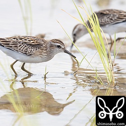ヒバリシギも幼鳥が増えてきました。
