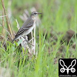 マミジロツメナガセキレイの幼鳥。ツメナガセキレイ幼鳥に比べ背面に褐色味が入る。