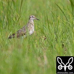 ウズラシギ 成鳥。夏羽から冬羽へ。