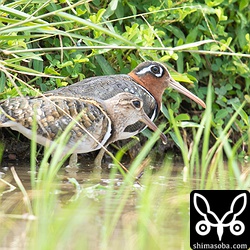 タマシギのカップル。もちろん手前の地味なのがオス。