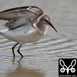 サルハマシギの脇は真っ白。