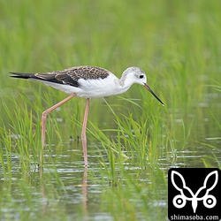 幼羽の目立つセイタカシギ。