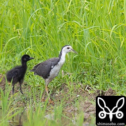 シロハラクイナの親子が通り過ぎた。ヒナは1羽しかいなかった。