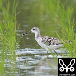 コアオアシシギの幼鳥。第1回冬羽も出だしています。