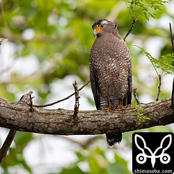 右足に緑の足環が見えました。記号までは読めず。