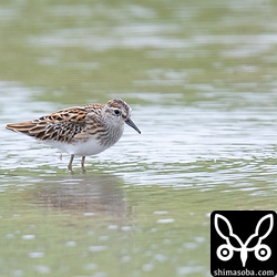 ヒバリシギ幼鳥。