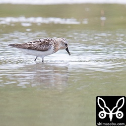 トウネン成鳥。冬羽へ移行中。