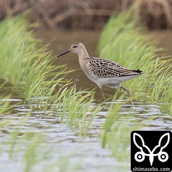 こちらもエリマキシギ幼鳥のメス。数枚だけ冬羽が出ています。