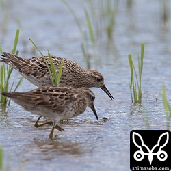 ウズラシギ 成鳥。冬羽へ換羽中。