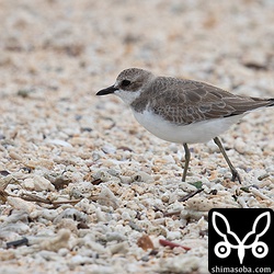 メダイチドリ幼鳥。