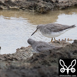キアシシギ成鳥。
