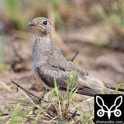 ツバメチドリ幼羽から第1回冬羽へ。