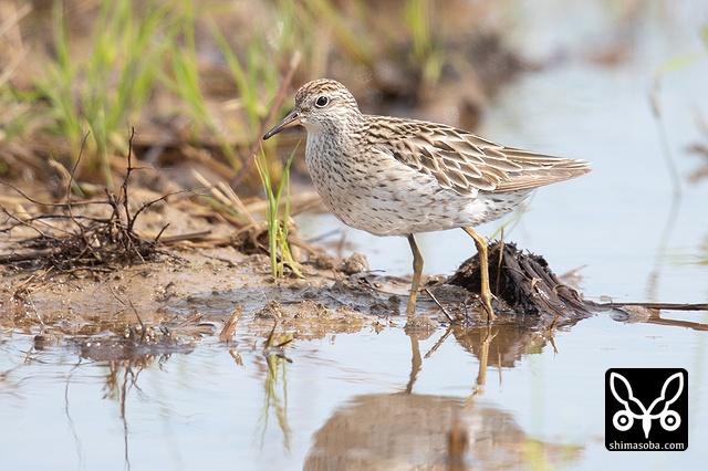 ウズラシギ