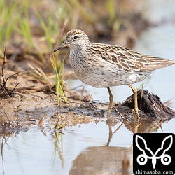 ウズラシギ 成鳥。冬羽へ。