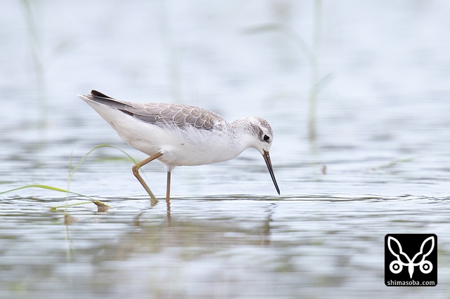コアオアシシギ