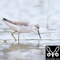コアオアシシギ冬羽。コアオアシシギは、成鳥、幼鳥ともかなり増えています。