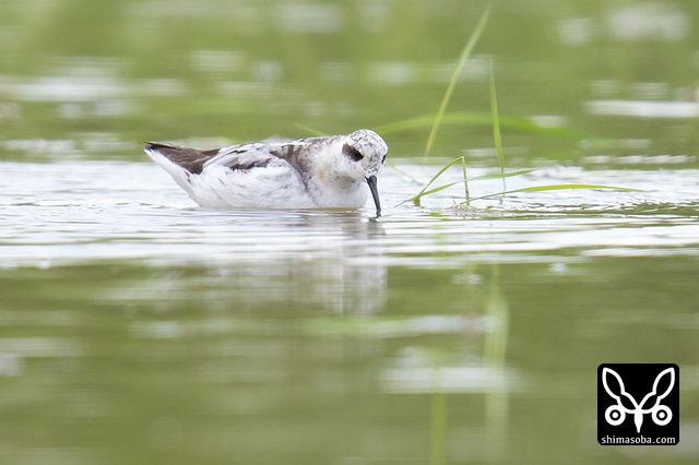 アカエリヒレアシシギ
