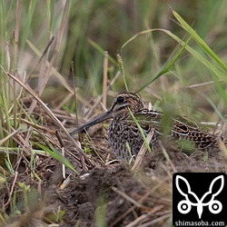 チュウジシギ幼鳥。