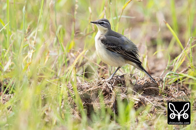 マミジロツメナガセキレイ