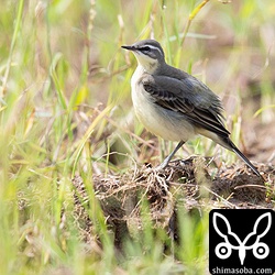 マミジロツメナガセキレイ幼鳥。