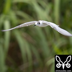 クロハラアジサシ幼羽から第1回冬羽へ換羽中。