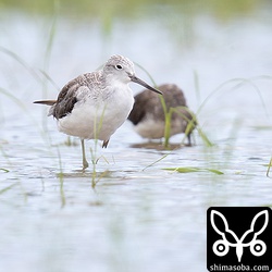 アオアシシギはタカブシギに次いで石垣島では数の多い種類です。