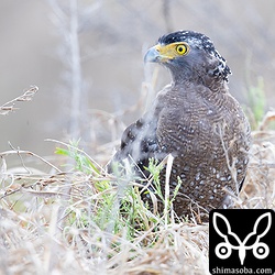 カンムリワシは繁殖を終え、見る機会が増えています。
