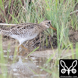 たくさんのチュウジシギの中にハリオシギ。