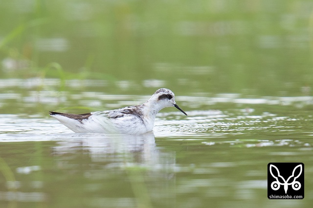 アカエリヒレアシシギ
