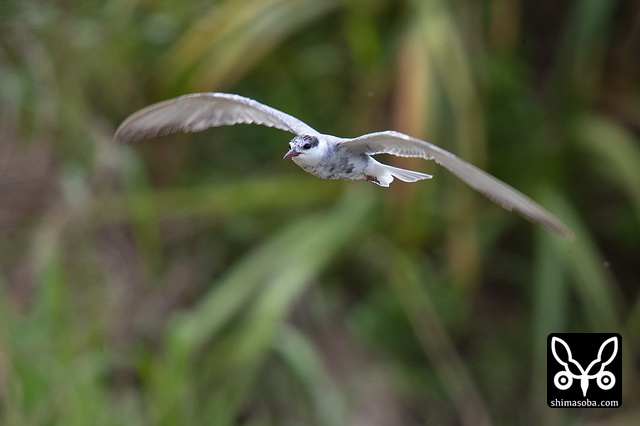 クロハラアジサシ