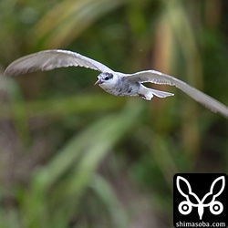 クロハラアジサシ成鳥。夏羽の名残が残っています。