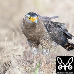 獲物は足にしっかりとつかんで離れた田んぼに移動したカンムリワシ。