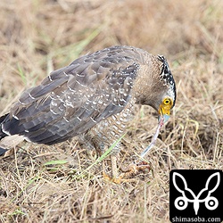 カンムリワシはたいていヒキガエルの下顎から食い始める。