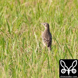 上と同じ個体。コマミジロタヒバリも期待して前後左右から撮りましたが、マミジロタヒバリです。