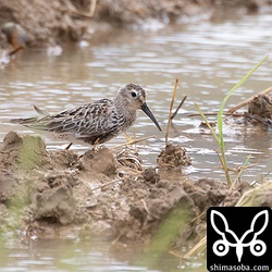 ハマシギの幼鳥。八重山で見る機会は少ないです。
