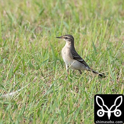 西表島古見にたくさんいたマミジロツメナガセキレイの幼鳥。