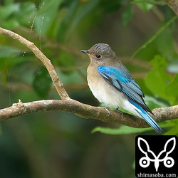 上と同じ個体。夕方、再び同じ場所に寄ってみるとまだいました。天気が悪いのでしばらくは滞在でしょう。